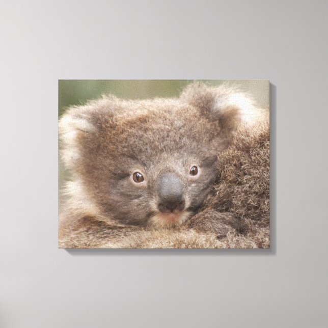 Baby Koala Leinwanddruck (Vorderseite)