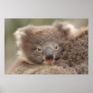Baby-Koala Poster