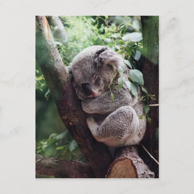 Baby Koala Postkarte (Vorderseite)