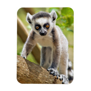 Baby Kringelschwanzmaki Magnet