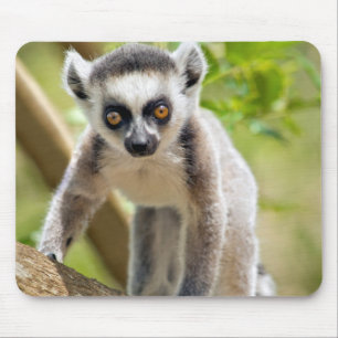Baby Kringelschwanzmaki Mousepad