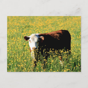 Baby Kuh in einem Feld von Lüstern Postkarte