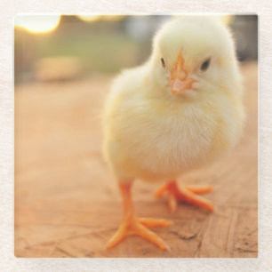 Baby-Küken Glasuntersetzer