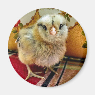 Baby-Küken-Magnet-Bauernhof-Magnet Magnet