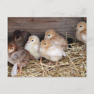 Baby Küken süße Küken landwirtschaftliche Fotograf Feiertagspostkarte