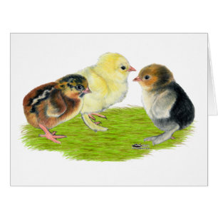 Baby-Küken-Trio