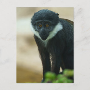 Baby L’Hoest Monkey Tapestry Postkarte