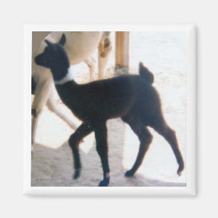 BABY-LAMA MAGNET