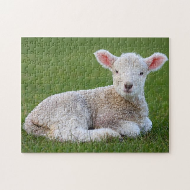 Baby Lamb (Horizontal)