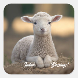 Baby Lamb Imbolc-Segnungen Quadratischer Aufkleber