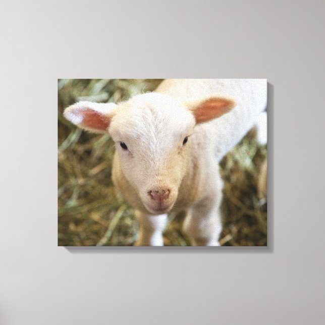 Baby Lamb Leinwanddruck (Vorderseite)