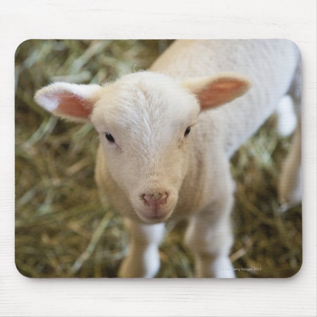 Baby Lamb Mousepad (Vorne)