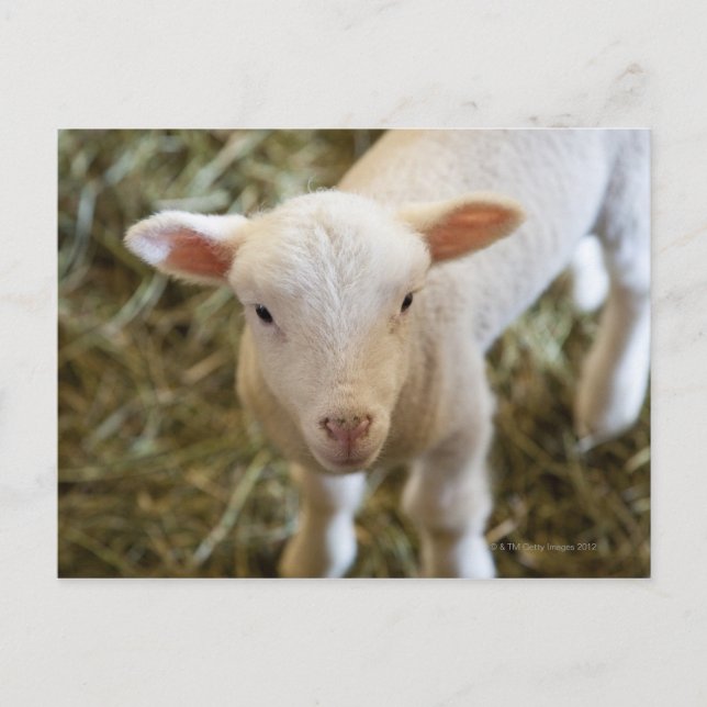 Baby Lamb Postkarte (Vorderseite)