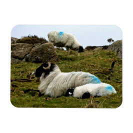Baby Lamb Schlafen in der Nähe von Wistman's Wood Magnet