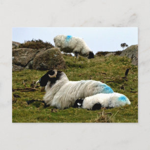 Baby Lamb Schlafen in der Nähe von Wistman's Wood Postkarte