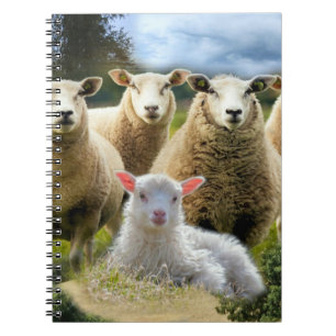 Baby Lamb Sheep Herd Flock Notizblock