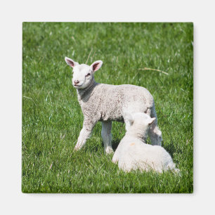 Baby Lambs Magnet