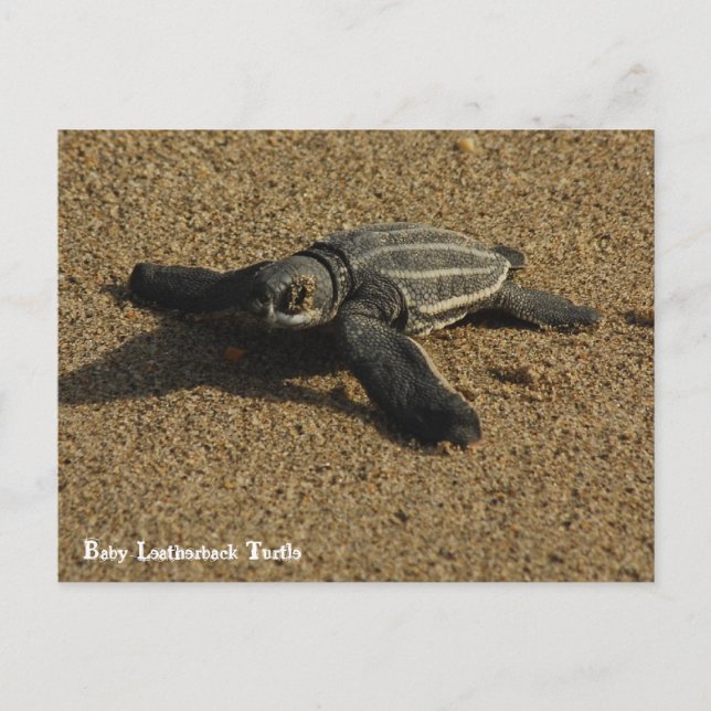 Baby Leatherback Turtle Postkarte (Vorderseite)
