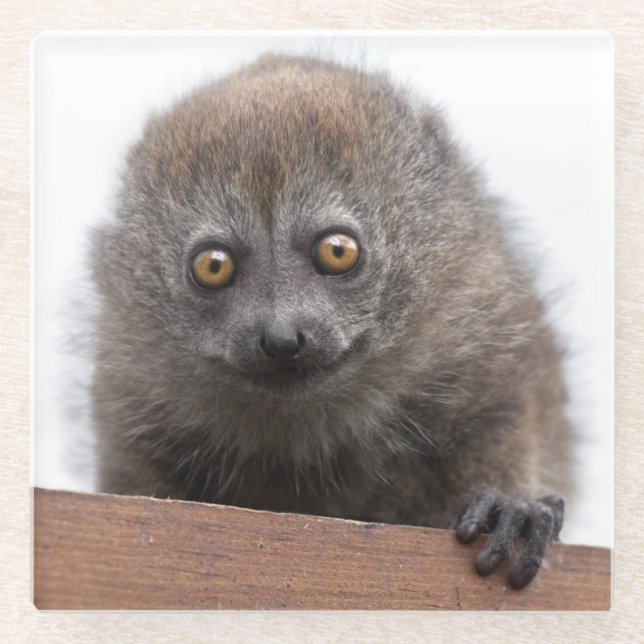 Baby Lemur Glass Untersetzer (Vorderseite)