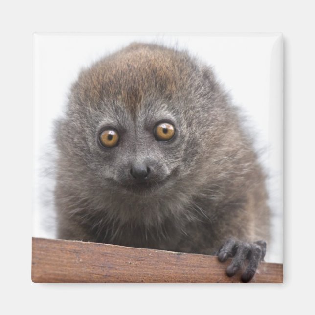 Baby Lemur Magnet (Vorne)