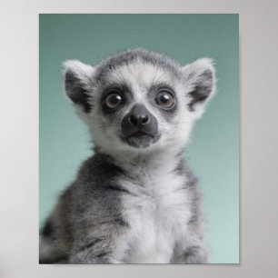 Baby Lemur Portrait – Süße Kinderzimmer-Tier-Wandk Poster