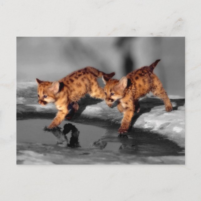 Baby Leopards Postkarte (Vorderseite)