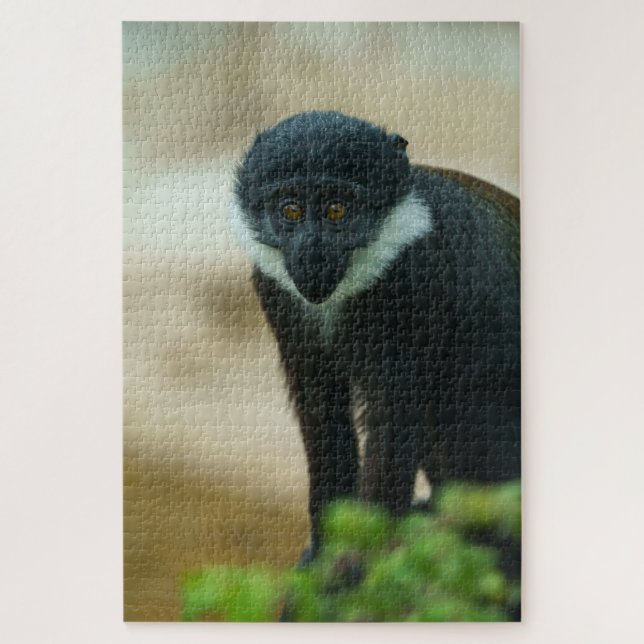 Baby L'Hoest Monkey (Vertikal)