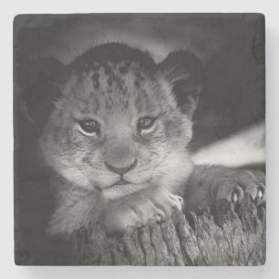 Baby Lion Steinuntersetzer