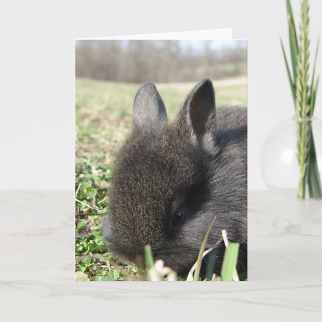 Baby Lionhead Karte (Vorderseite)