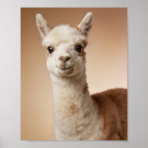 Baby-Llama-Porträt – Süße Tier-Wandkunst für das K