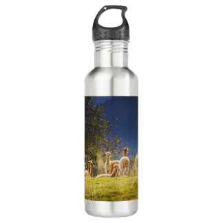 Baby Llamas auf einem Feld Edelstahlflasche