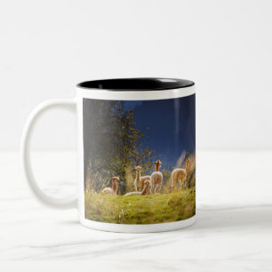 Baby Llamas auf einem Feld Zweifarbige Tasse