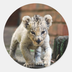 Baby Löwe Prowler Runder Aufkleber