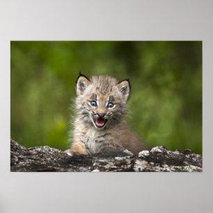 Baby-Luchs, der über A gefallenem Baum schaut Poster