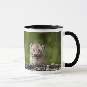Baby-Luchs, der über A gefallenem Baum schaut Tasse