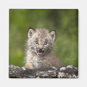 Baby-Luchs (Luchs Canadensis) schauend über A Magnet