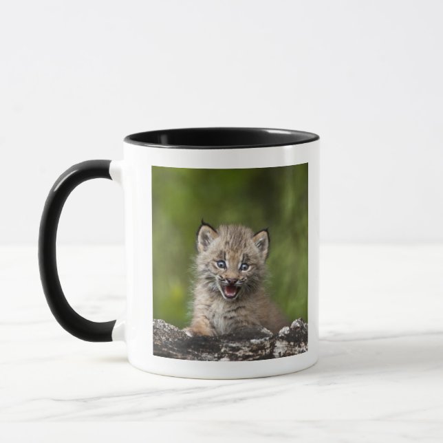 Baby-Luchs (Luchs Canadensis) schauend über A Tasse (Links)