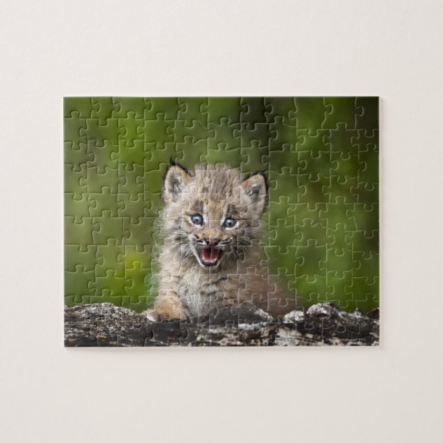 Baby Lynx (Lynx Canadensis) mit Blick auf eine (Horizontal)