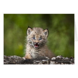Baby Lynx mit Blick auf einen gefallenen Baum