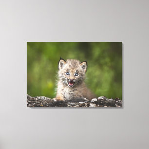 Baby Lynx mit Blick auf einen gefallenen Baum Leinwanddruck