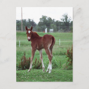 Baby Lynx Postkarte