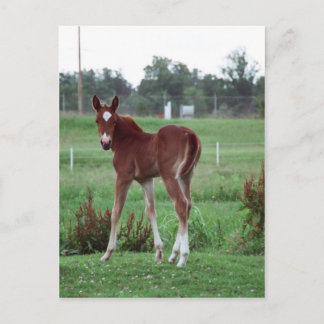 Baby Lynx Postkarte
