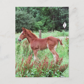 Baby Lynx Postkarte