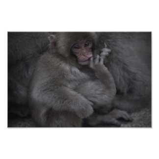 Baby Macaque, Macaco Bebe Fotodruck