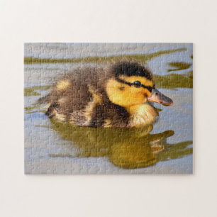 Baby Mallard Duck schwimmen