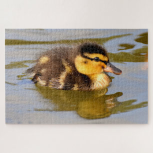 Baby Mallard Ente Schwimmen