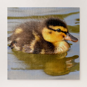 Baby Mallard Ente Schwimmen