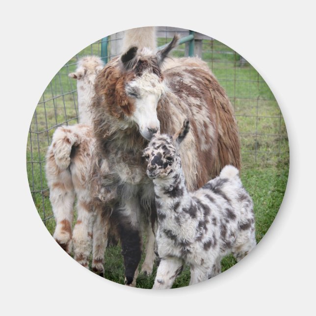 Baby & Mama Llama Kiss Magnet (Vorne)