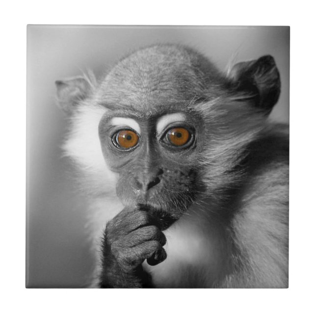 Baby Mangabey Monkey Fliese (Vorderseite)