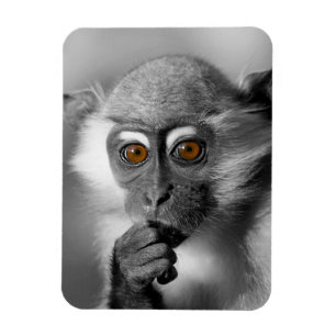 Baby Mangabey Monkey Magnet